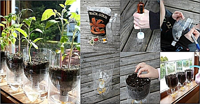 Reciklirajte plastične boce u početne posude za samolijevanje sjemenki