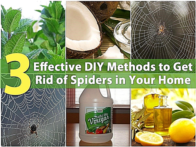 3 שיטות יעילות של DIY להיפטר מעכבישים בביתכם