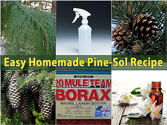 Easy Homemade Pine-Sol {Rezept}