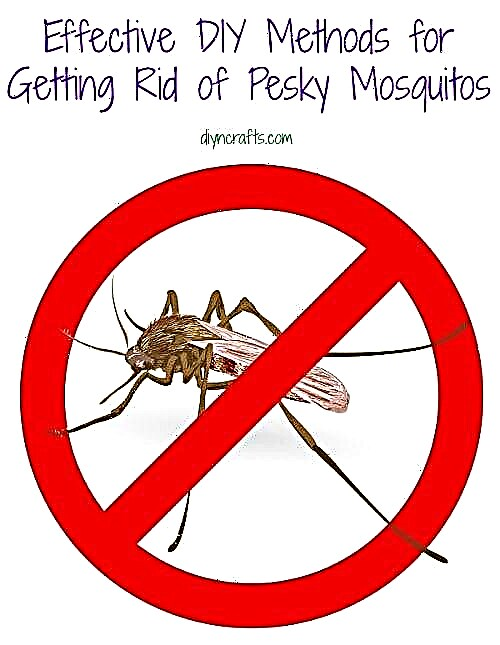 Эффективные методы избавления от надоедливых комаров своими руками