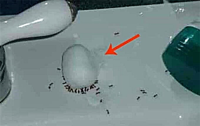 Genial einfache Möglichkeit, Ameisen über Nacht loszuwerden