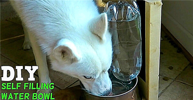 En enkel DIY för dina husdjur: Hur man gör en självfyllande vattenskål