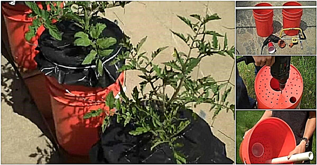 Kaip auginti visų rūšių daržoves dviem pritaikytais penkių galonų kibirais