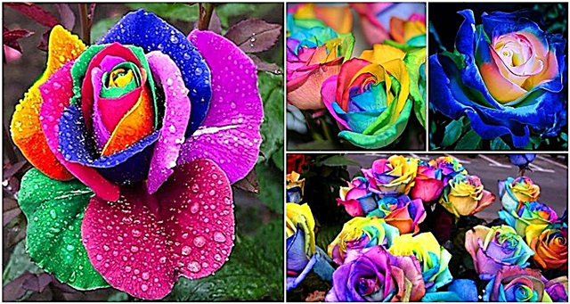 Hur man gör färgglada Rainbow Roses steg för steg videoinstruktioner