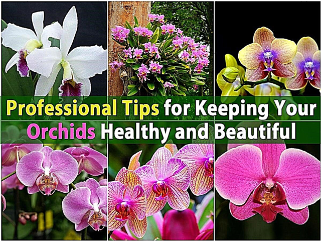 Profesjonelle tips for å holde orkideene sunne og vakre {Video}