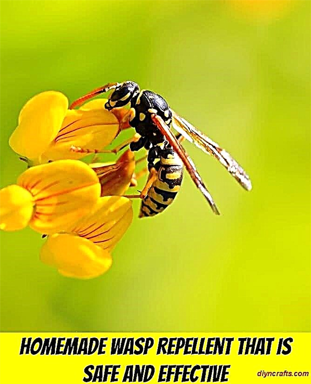 Selbstgemachtes Wespenschutzmittel, das sicher und effektiv ist