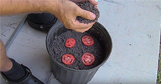 Забележително умен и гениален начин за отглеждане на разсад от домати