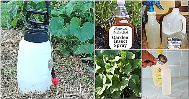 自然にあなたの庭の害虫を自由に保つ10の自家製の殺虫剤