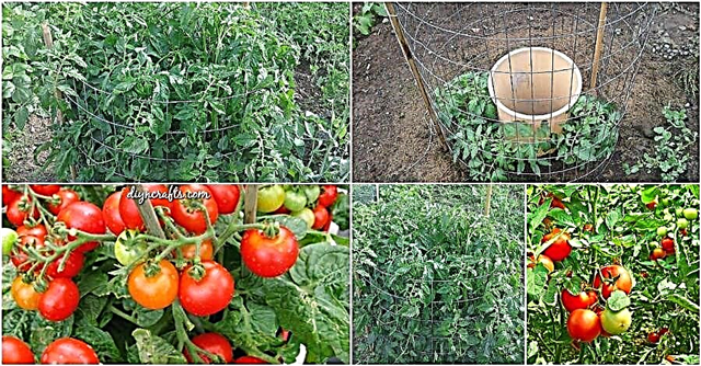 10 soļi, lai iegūtu 50-80 mārciņas tomātu no katra jūsu audzētā auga