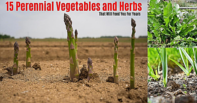 15 vytrvalých druhov zeleniny a bylín, ktoré vás budú kŕmiť roky