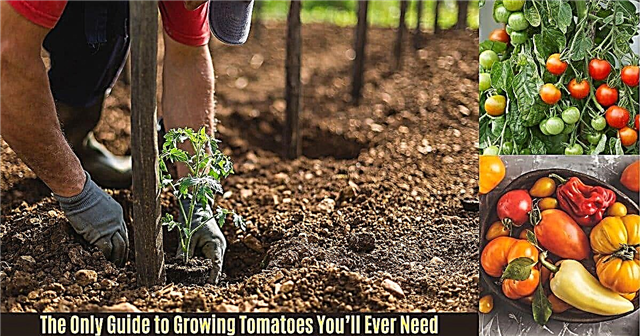 Vienintelis pomidorų auginimo vadovas, kurio jums kada nors prireiks