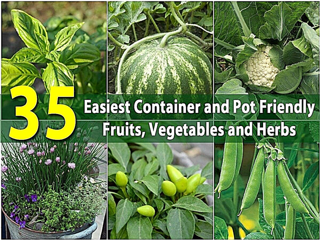 35 פירות, ירקות ועשבי תיבול ידידותיים למיכל ועציצים