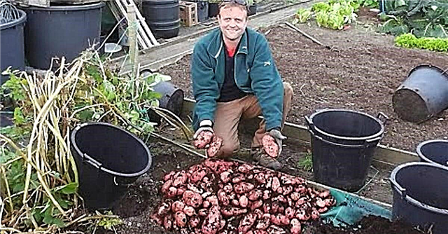أبراج وصناديق وحاويات البطاطس. كيفية زراعة البطاطس وحصادها بأقل مساحة ممكنة.