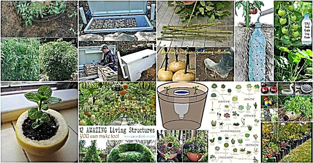100 експертни съвета за градинарство, идеи и проекти, които всеки градинар трябва да знае