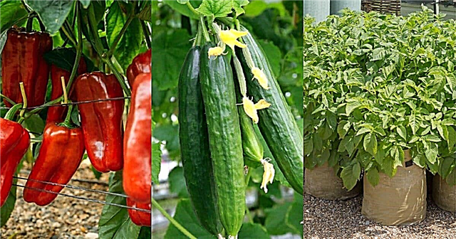 高収量の庭のための30の最も収益性の高い作物
