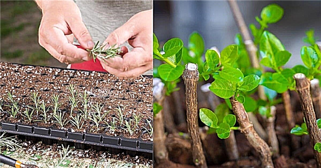 20 צמחים שאתה יכול לגדל מגזרי חיתוך - ואיך לעשות זאת