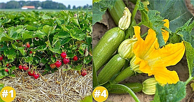 40 najhitreje rastočih zelenjave, jagodičja in zelišč, v katerih boste uživali v kratkem
