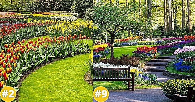 Hollanda'nın En Büyük Bahçelerinden 50 Fotoğraf - 7 Milyon Çiçek