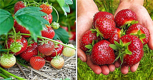 27 consejos de jardinería de fresas que todos deberían seguir