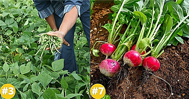 30 Frukt och grönsaker med lågt underhåll Perfekt för nya trädgårdsmästare