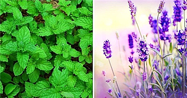 14 helbredende urter til at plante i din urtehave - de er lækre og medicinske!