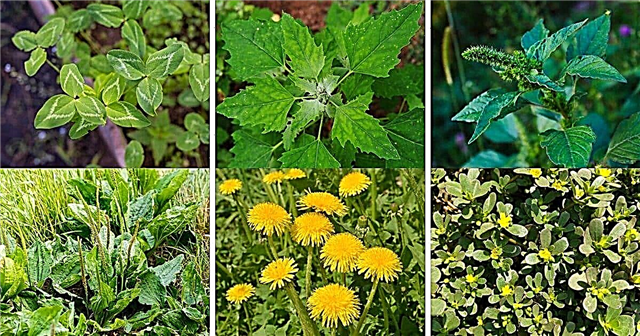 50 Unkräuter und Wildblumen, die Sie tatsächlich essen können