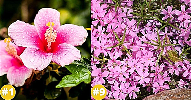 32 Nydelige rosa flerårige blomster som vil blomstre for alltid