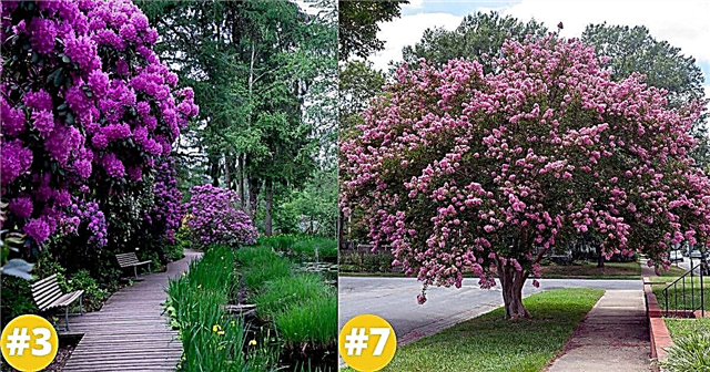 25 најдужих цветајућих дрвећа и грмља за вашу башту