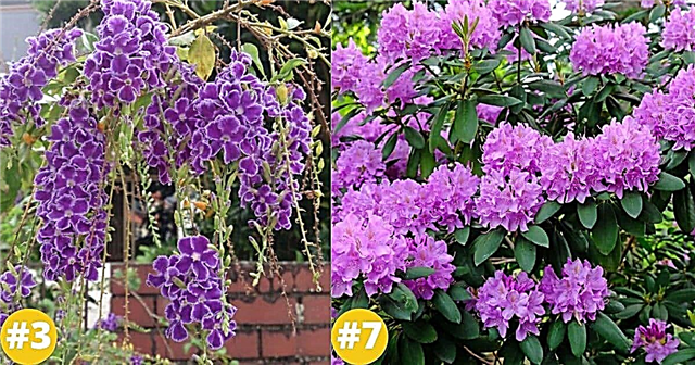 18 purpurinių žydinčių krūmų, kurie papuoš jūsų sodą