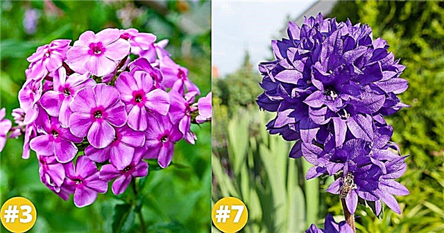 37 violettia monivuotista kukkaa, jotka istutat kerran ja nautit ikuisesti