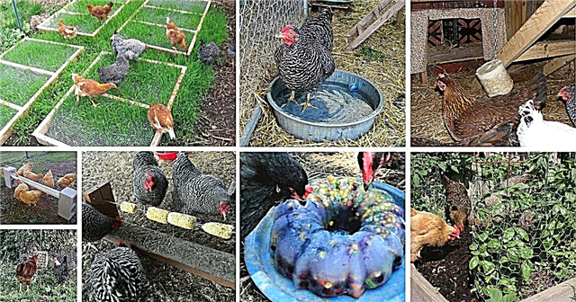 25 лайфхаков и советов по выращиванию благополучных цыплят на заднем дворе