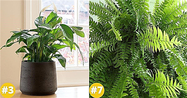 10 лучших комнатных растений, одобренных НАСА для улучшения качества воздуха в помещении