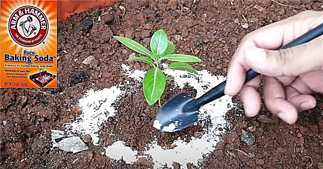 24 inteligentných spôsobov, ako používať sódu bikarbónu v záhrade