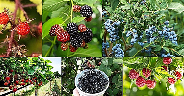 20 Semak Berry yang Mudah dan Lezat yang Bisa Tumbuh Siapapun