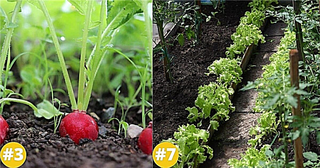 12 roślin do uprawiania pomidorów - lepsze zbiory i lepsza gleba