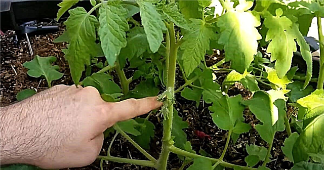 15 sai lầm phổ biến khi làm vườn cà chua mà hầu hết mọi người mắc phải